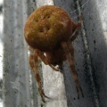 four-spot orb-weaver spider (Araneus quadratus) Kenneth Noble